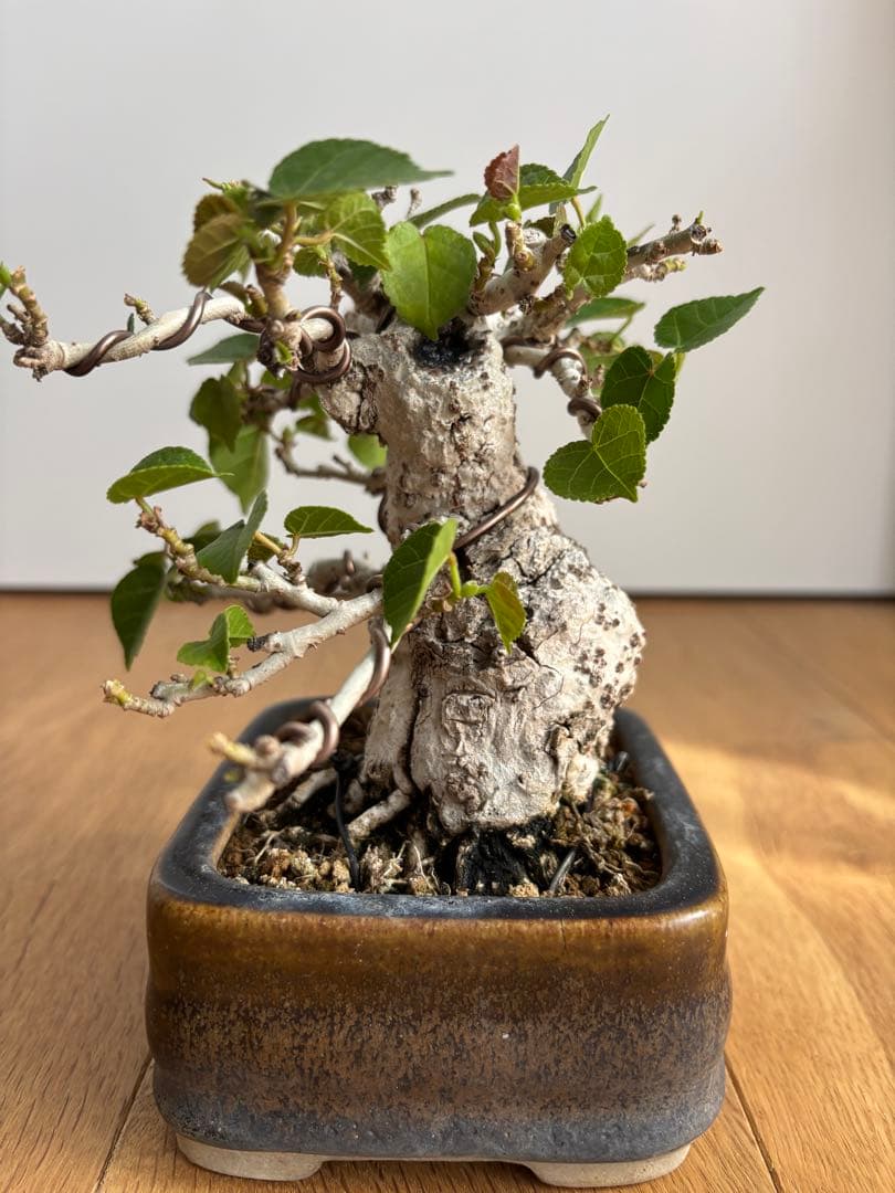 オオハマボウユウナ