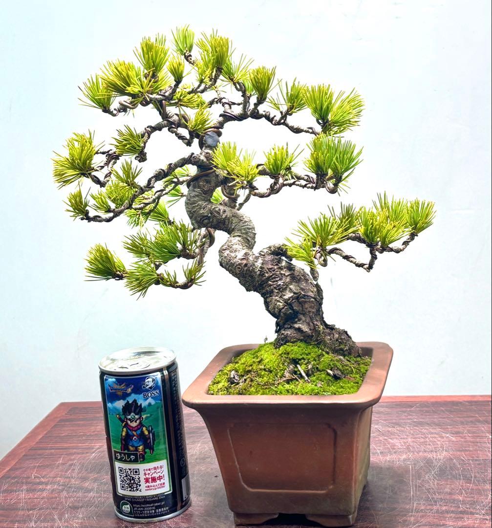 O*✡様 【サービスオークション】五葉松盆栽☆