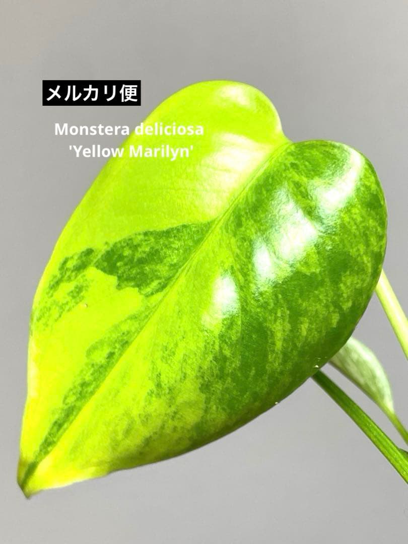 【全葉美斑入り✨】モンステラ　イエローマリリン　黄斑　オーレア　希少　人気‼️