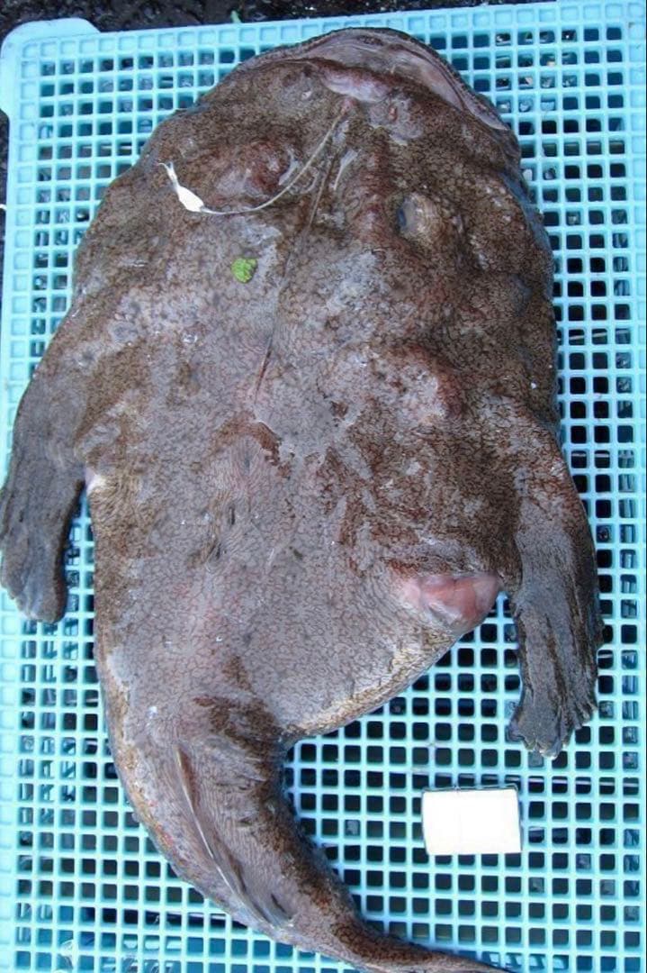 アンコウ　あんこう鍋　7.7キロ