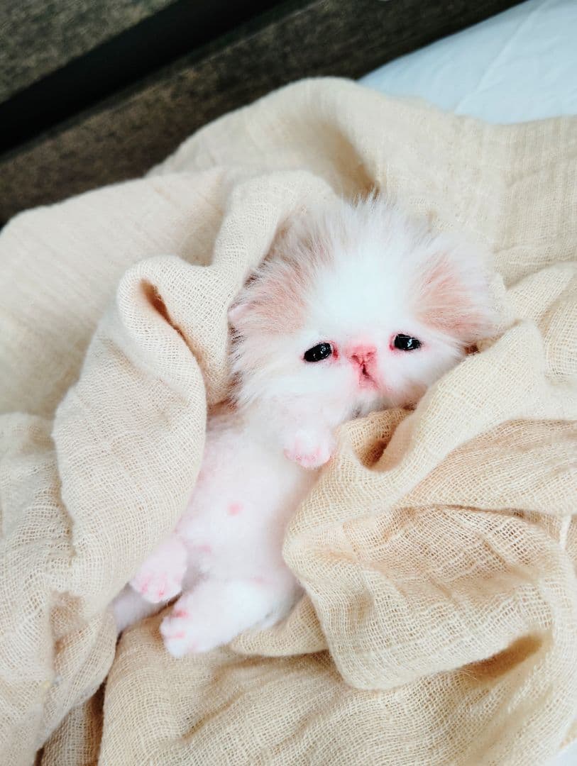 むぎゅサイズ♡お腹ぽっこり♡赤ちゃん子猫のキキちゃん♡アートドール♡ぬいぐるみ♡