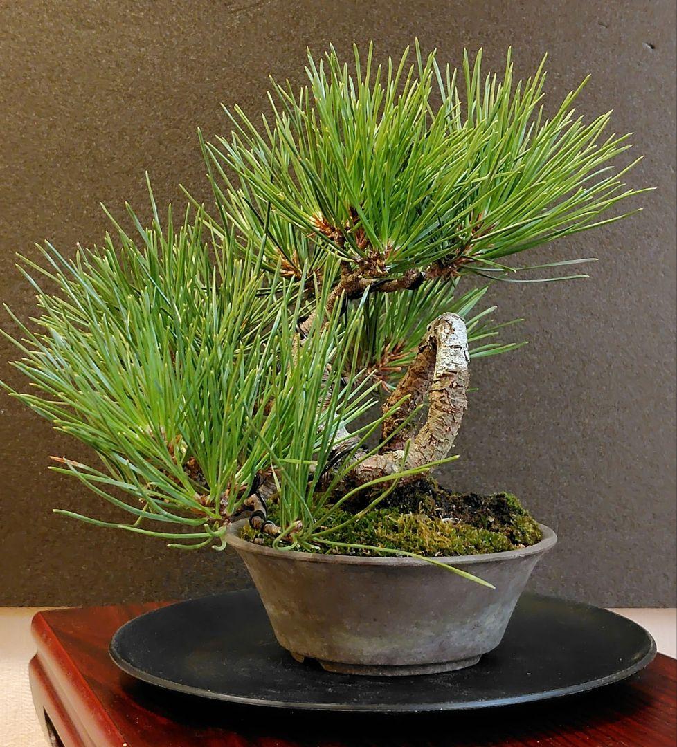 黒松盆栽！