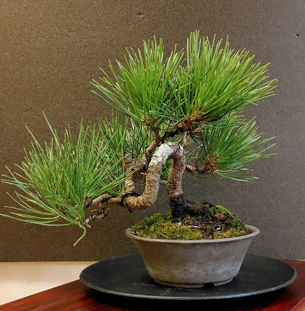 黒松盆栽！