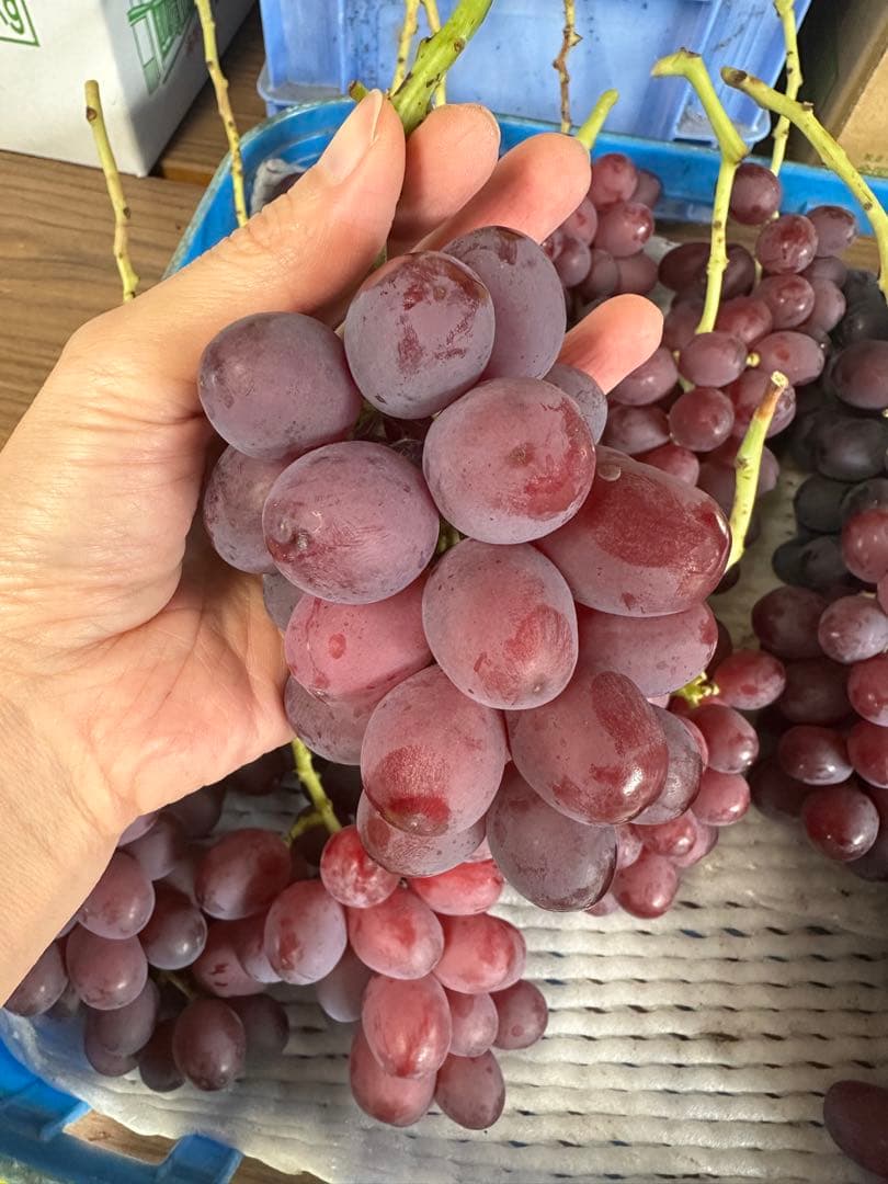 小粒クイーンルージュ⭐︎２キロ　ご家庭用