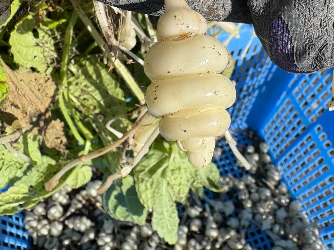 チョロギ2kg kantora