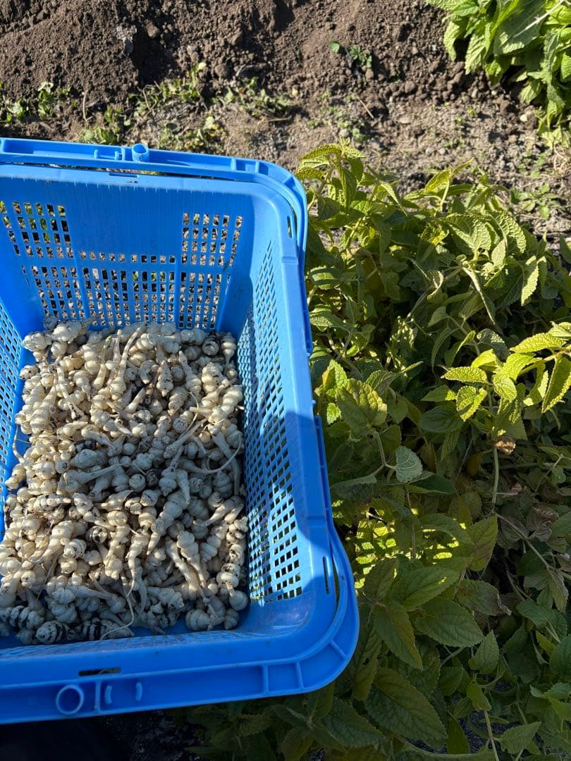 チョロギ2kg kantora