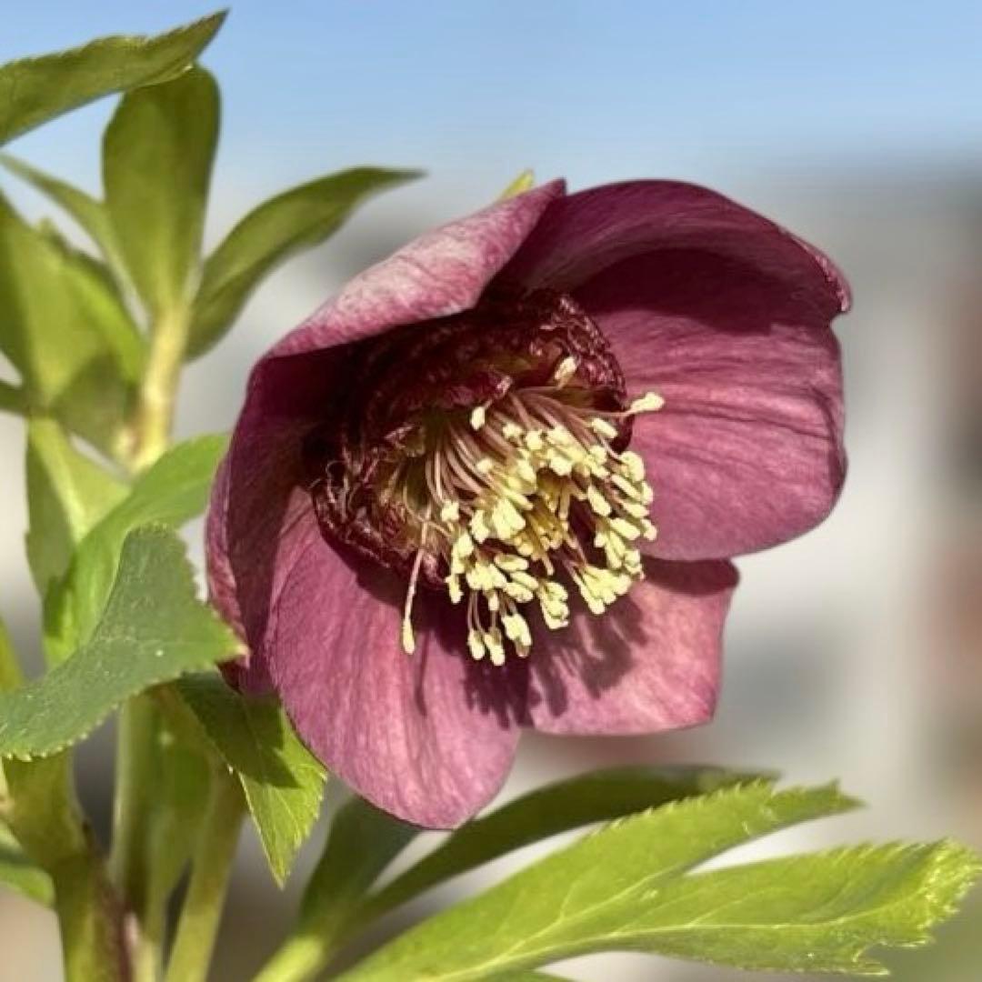 加藤農園　SDカップ咲きフレグランスピンククリスマスローズ　開花株　認定タグ付