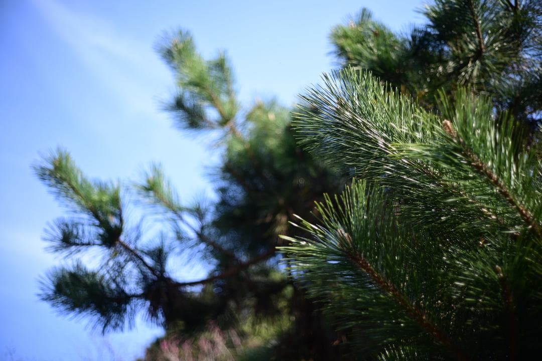 レンズ(単焦点) Leica Summicron-C 40mm F2 1974