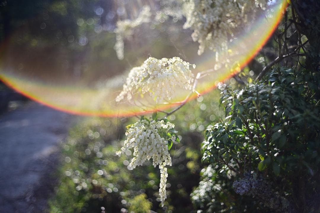 レンズ(単焦点) Leica Summicron-C 40mm F2 1974