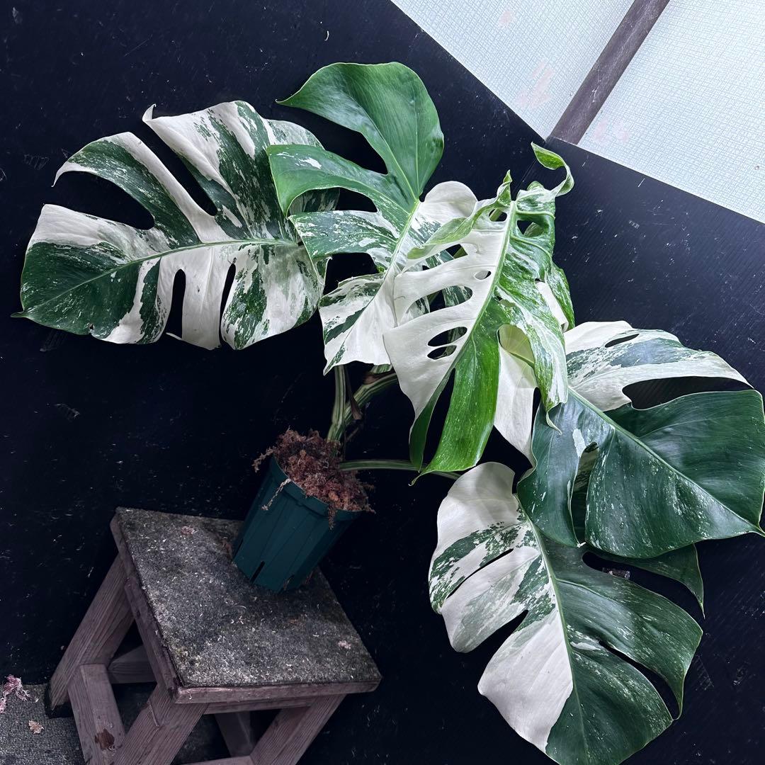 h*.様 斑入りモンステラ ホワイトタイガー極美大株57cm白斑多