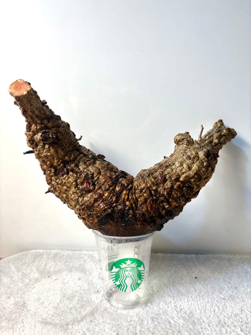 オペルクリカリアパキプス　ベアルート株