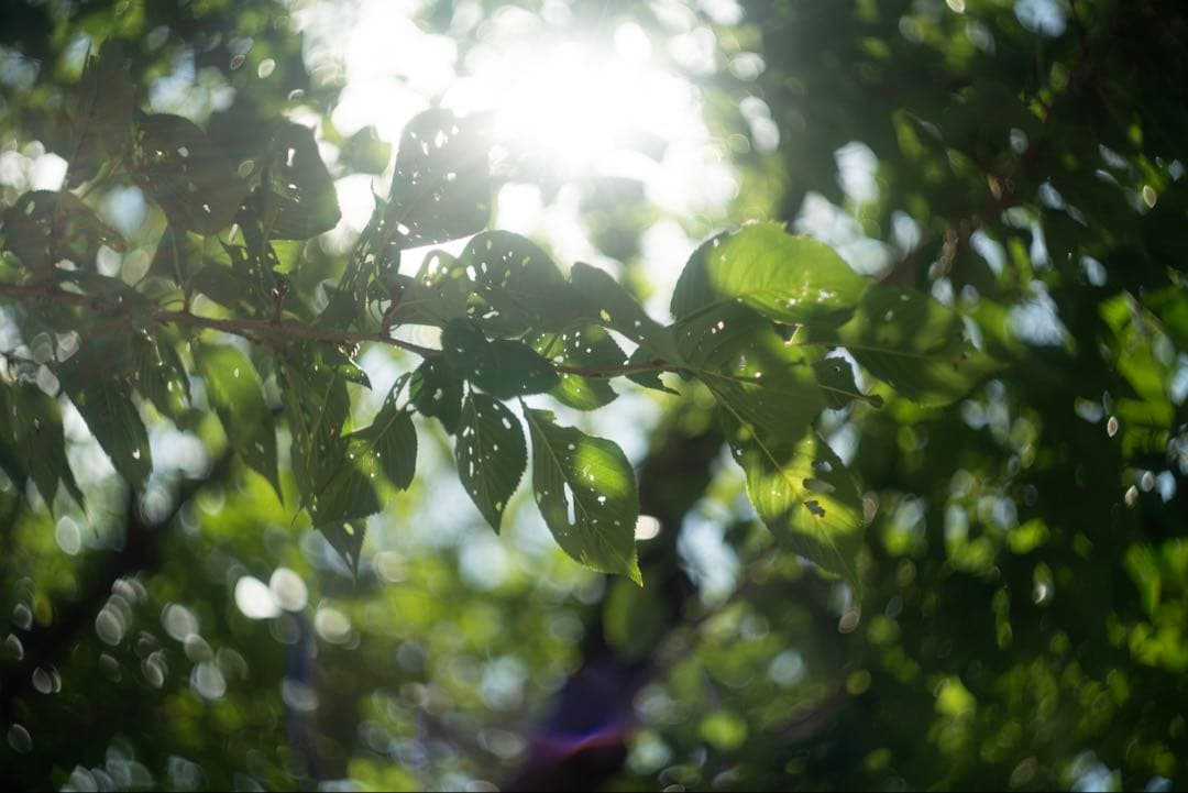 希少 BelOMO製 Helios-44-2 58mm f2 ぐるぐるボケ