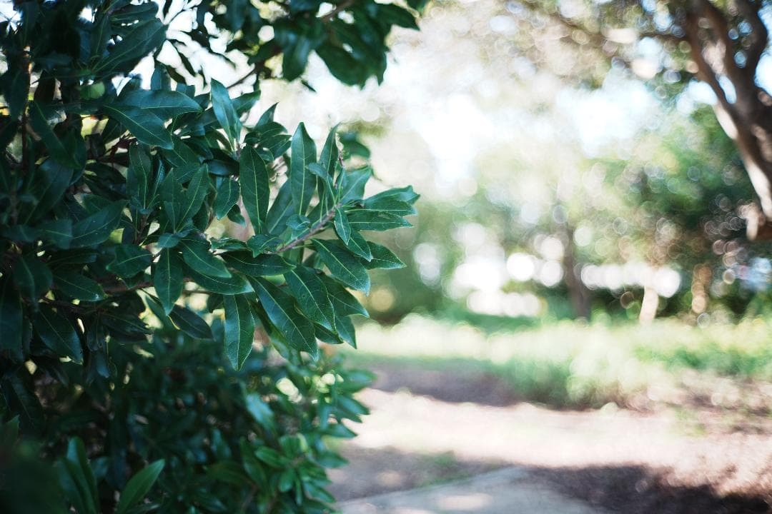 【ライカ】Minolta M-ROKKOR 40mm F2 069