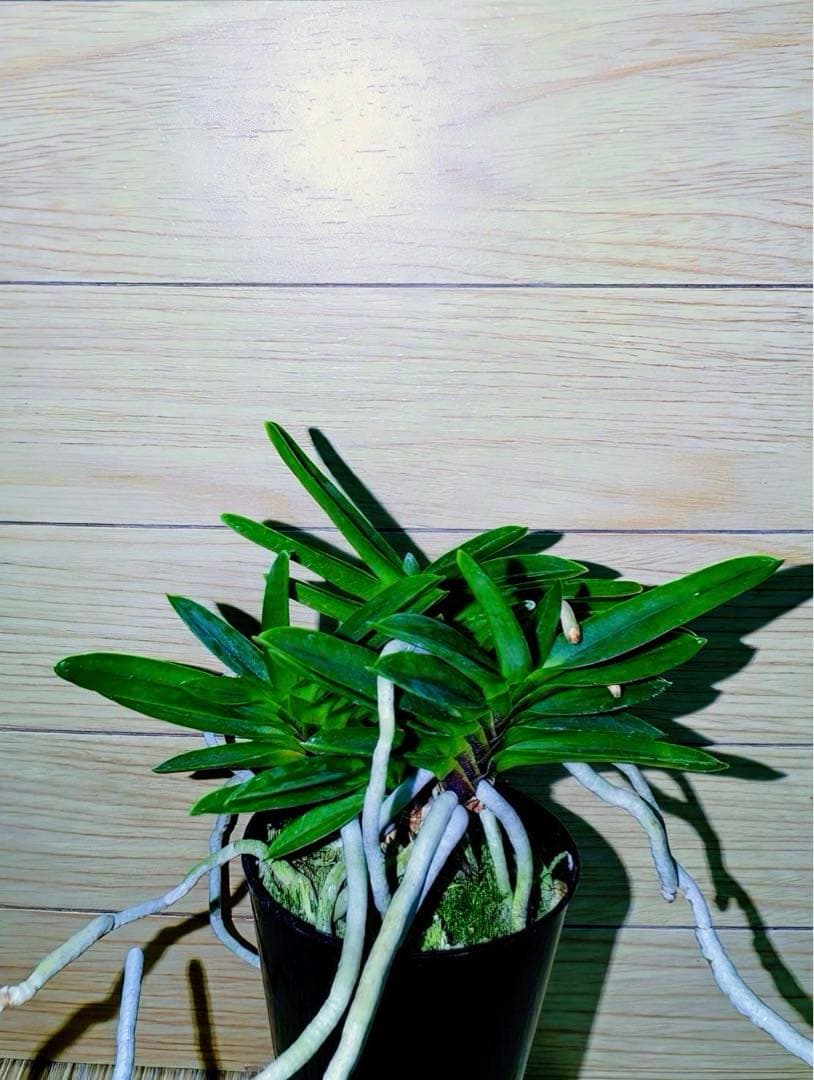 富貴蘭「緑三蝶」（開花株大株立ち）