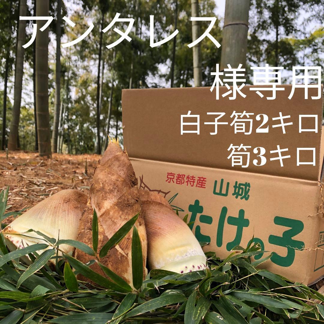 アンタレス 白子筍2キロ筍3キロ箱込み