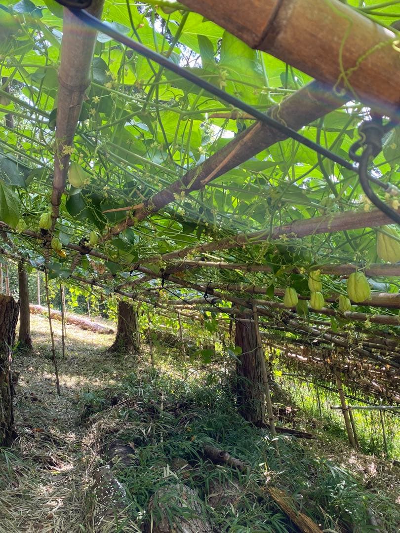 ハヤトウリ　ミクロマン　富士山麓産