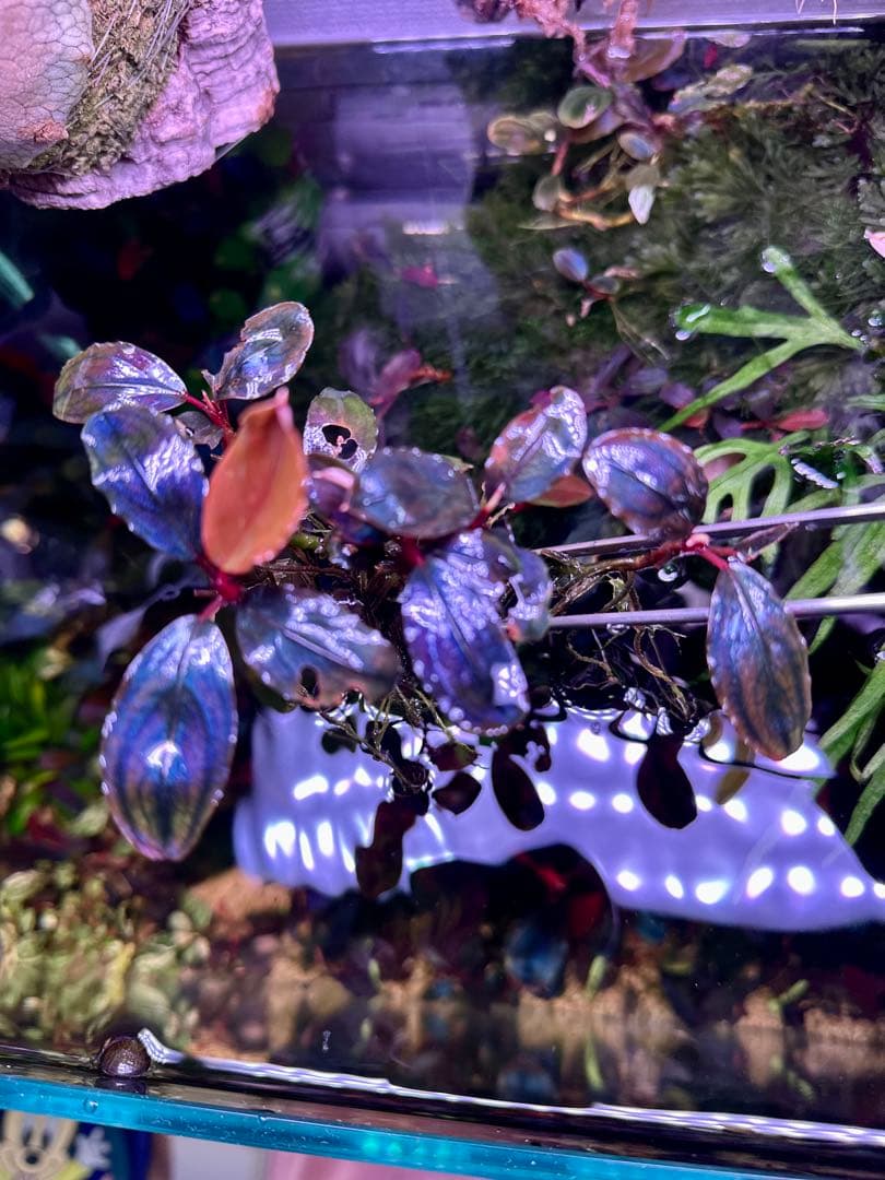 ブセファランドラsp.レッドレイン　(red vein)大株