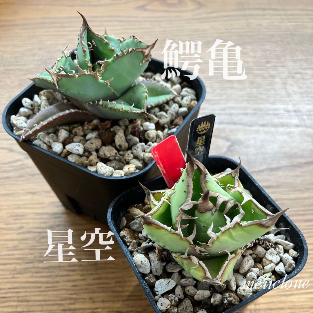 【初売りセット11】101 ぶつぶつ　アガベ　鰐亀/星空　　TC2株　上澳園芸