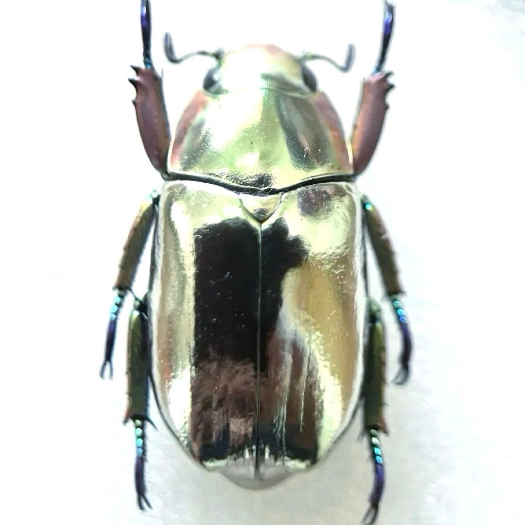 09285 美麗標本　クリサルギレアプラチナコガネ