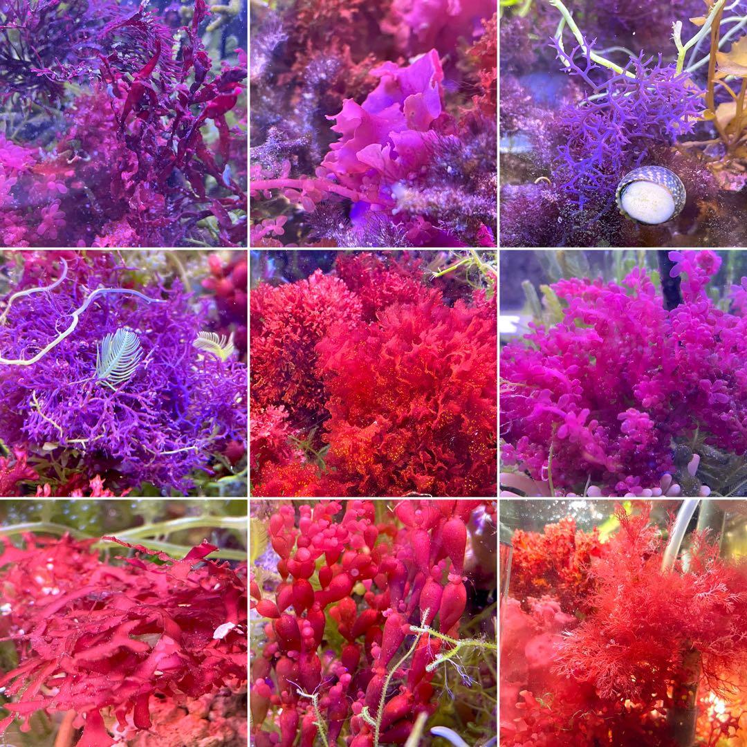 【匿名・宅急便】　12/14まで　赤色海藻　セット　紅藻　+褐藻+緑藻 海藻