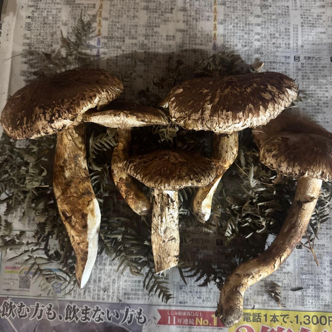 本日収穫 岩手県産松茸 500ｇ