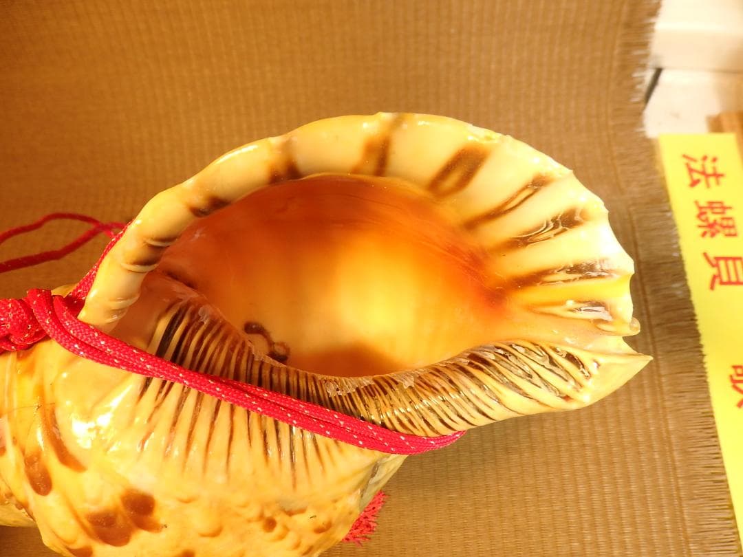 法螺貝 約34㎝ 木製歌口,赤紐付　新品　 MH-435