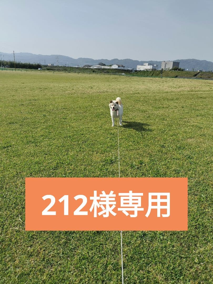 212 虹のきらめき