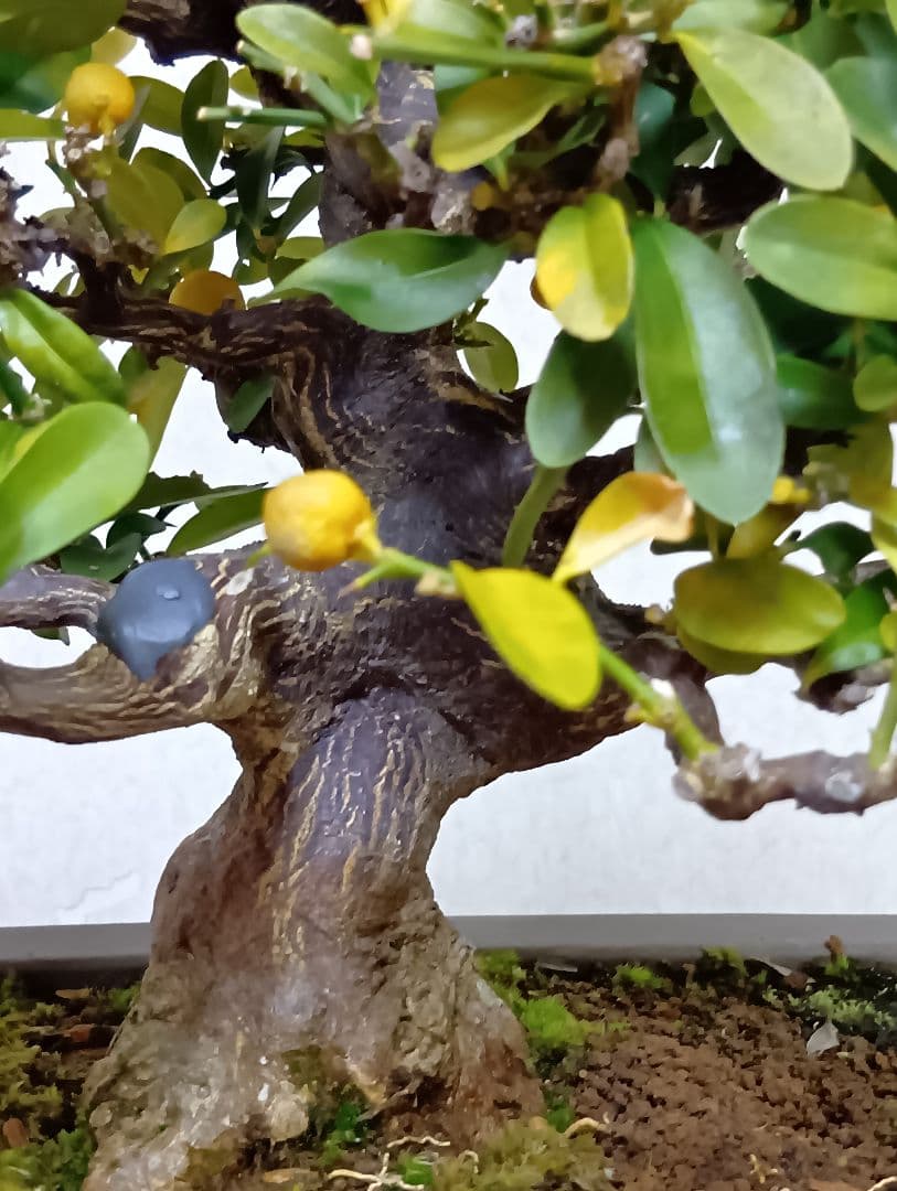 キンズ盆栽