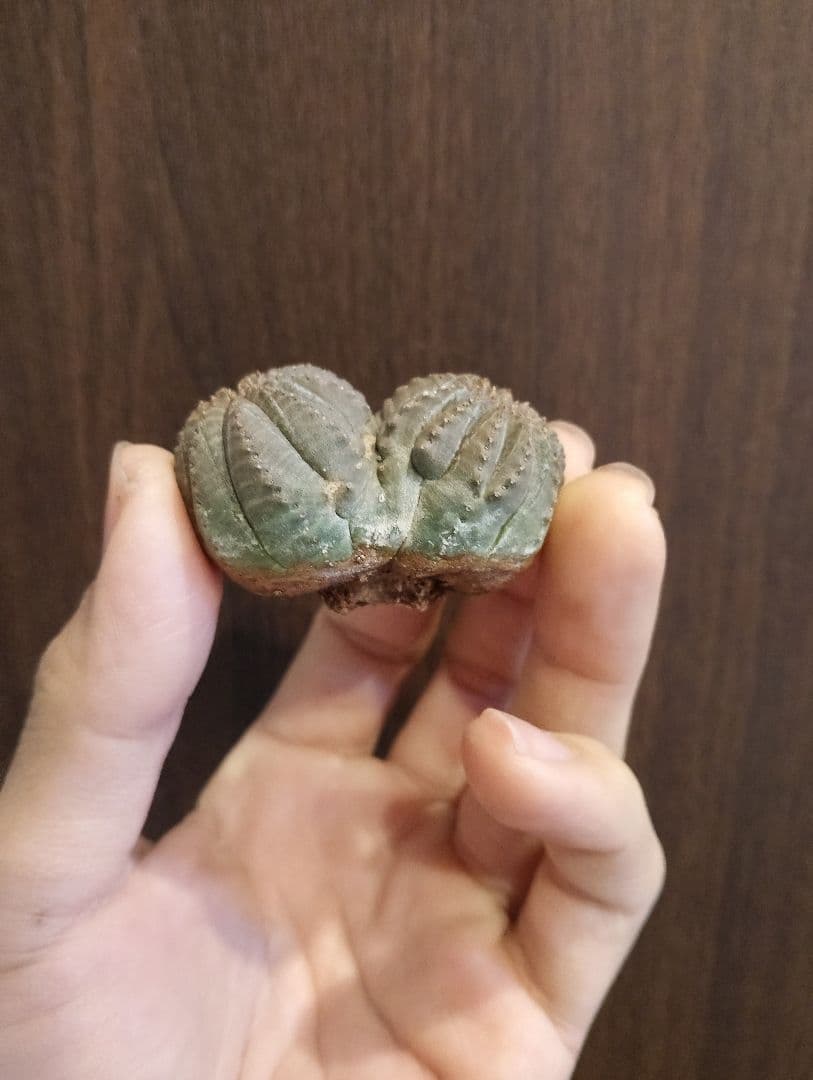 希少 ユーフォルビア オベサ ダブルベッド 発根済み