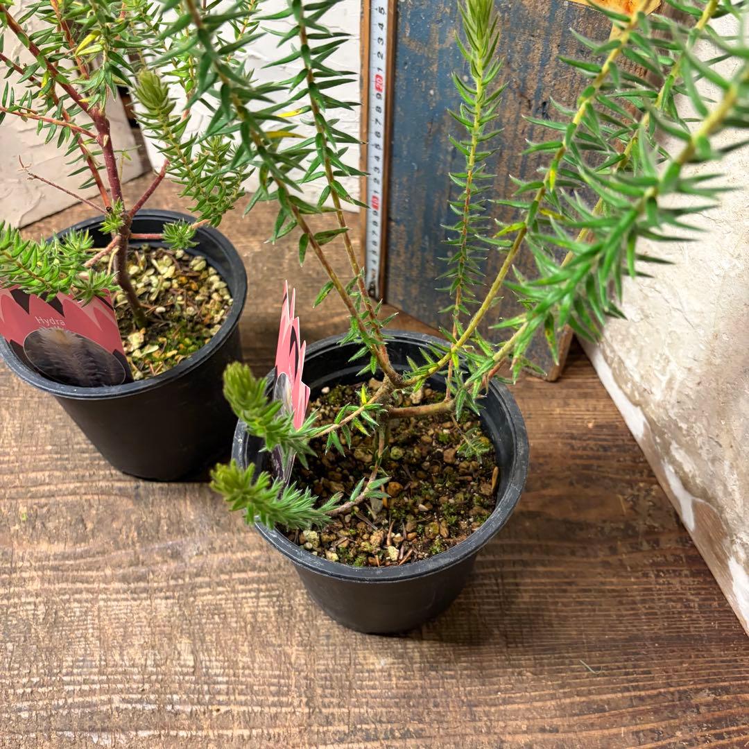 ガーデニング　フィリカ　プベッセンス　5寸2鉢　オージープランツ