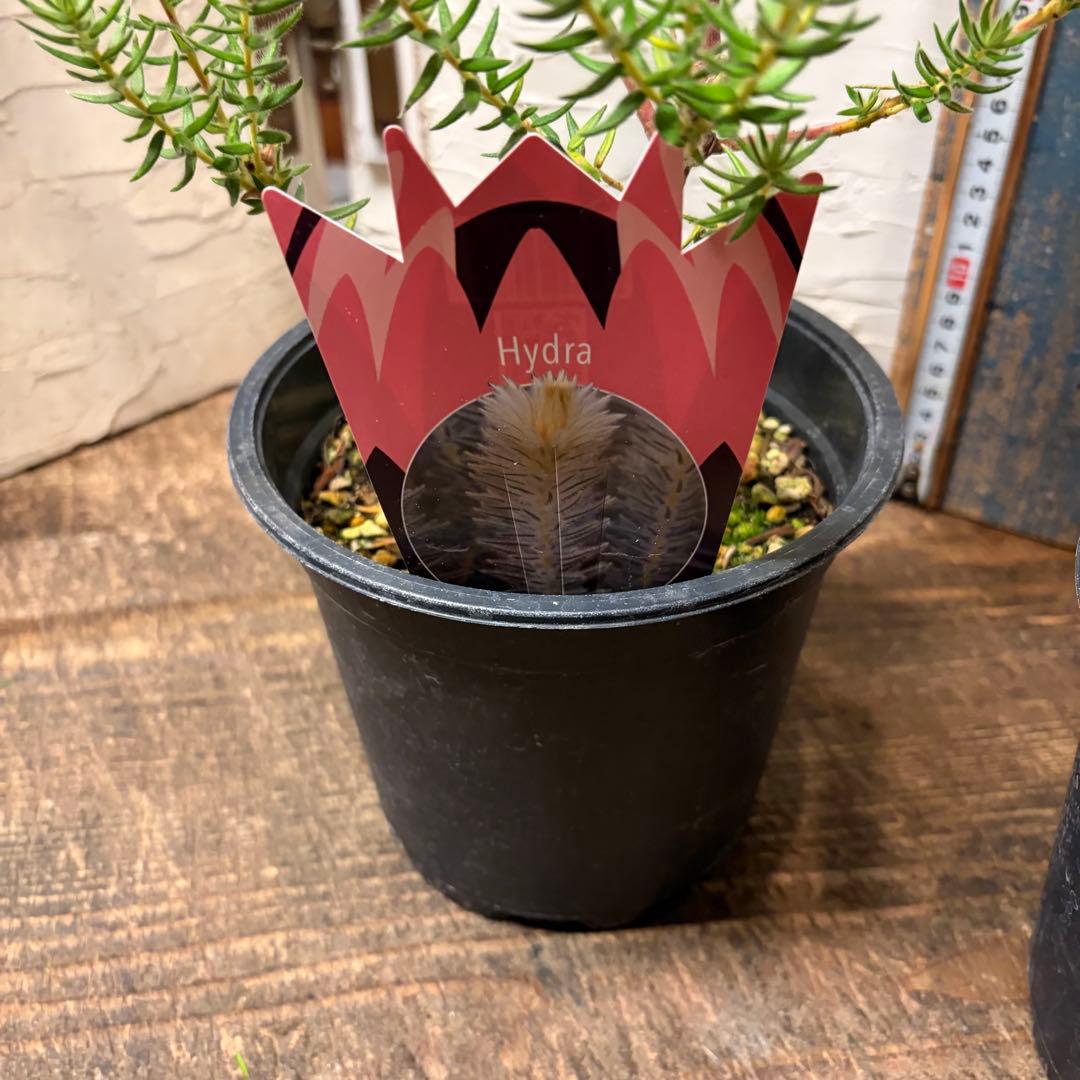 ガーデニング　フィリカ　プベッセンス　5寸2鉢　オージープランツ