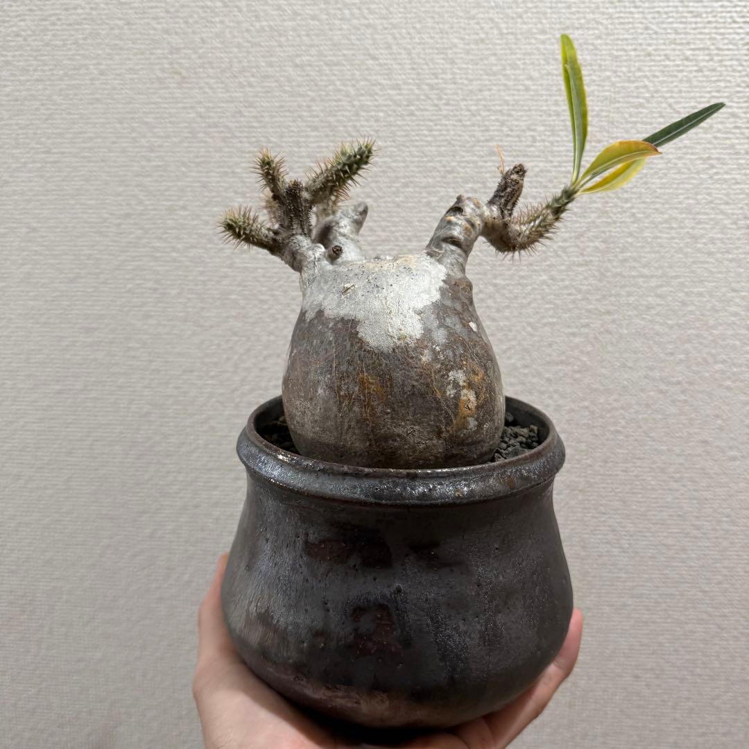 現地球 発根済 パキポディウム グラキリス 塊根幅約10cm 3年管理 姫乃翔太