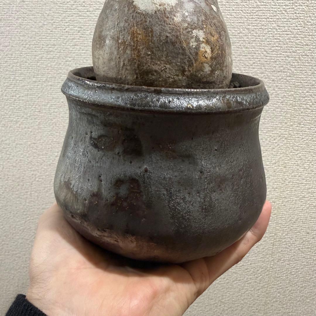 現地球 発根済 パキポディウム グラキリス 塊根幅約10cm 3年管理 姫乃翔太