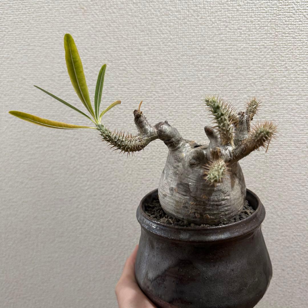 現地球 発根済 パキポディウム グラキリス 塊根幅約10cm 3年管理 姫乃翔太