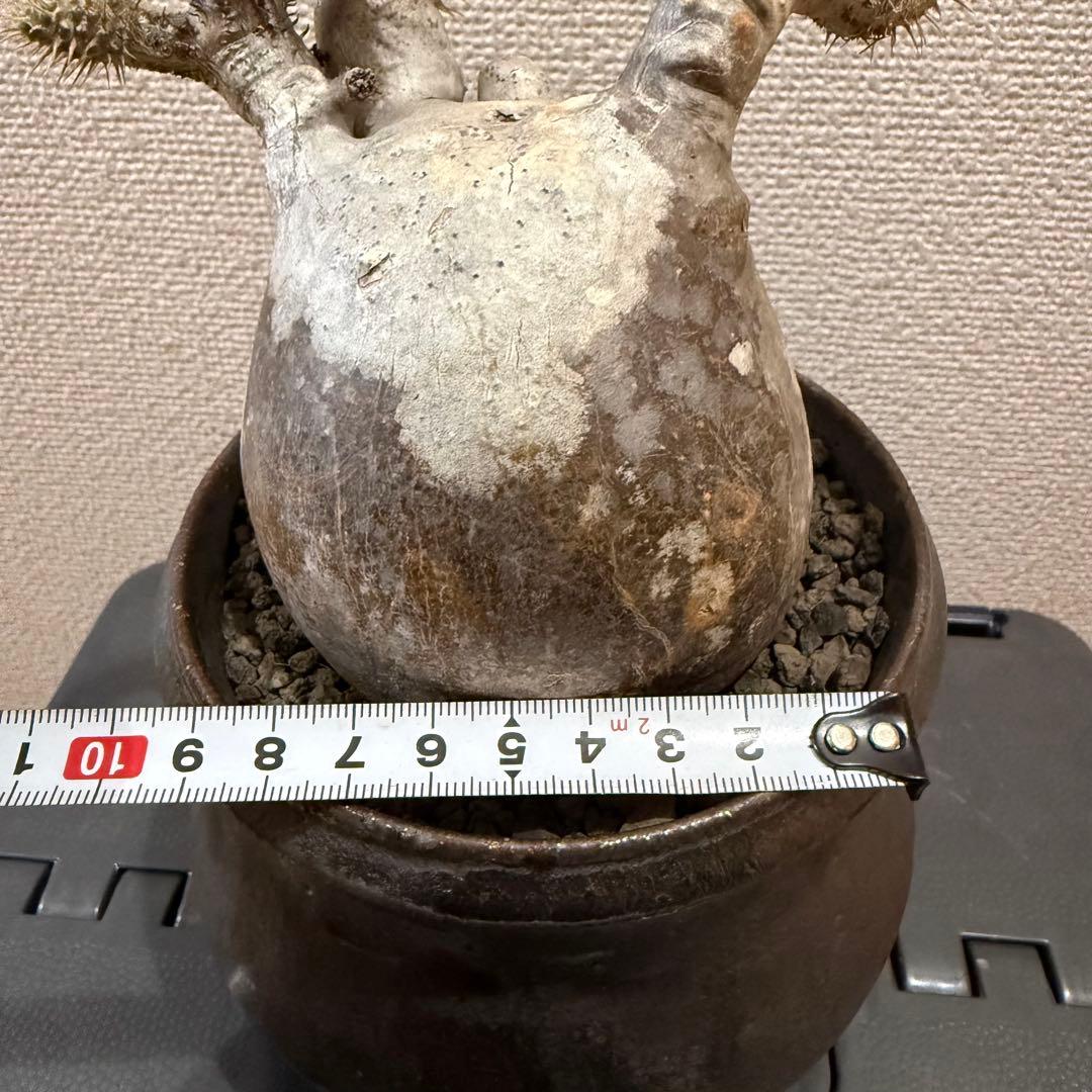 現地球 発根済 パキポディウム グラキリス 塊根幅約10cm 3年管理 姫乃翔太