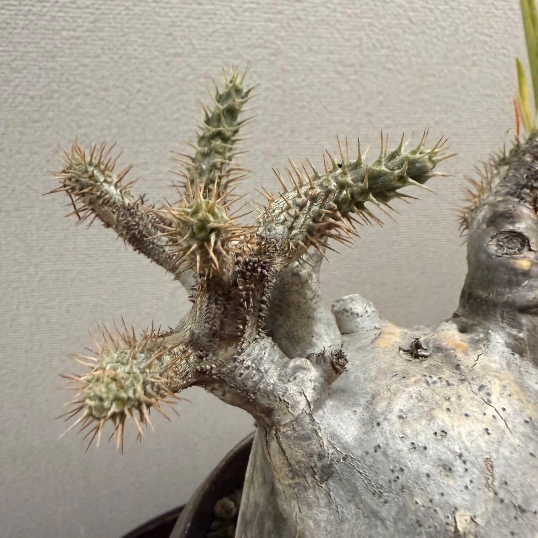 現地球 発根済 パキポディウム グラキリス 塊根幅約10cm 3年管理 姫乃翔太