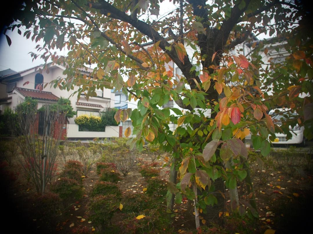 アリマウント　オールドレンズ　Schneider Cinegon 10mm