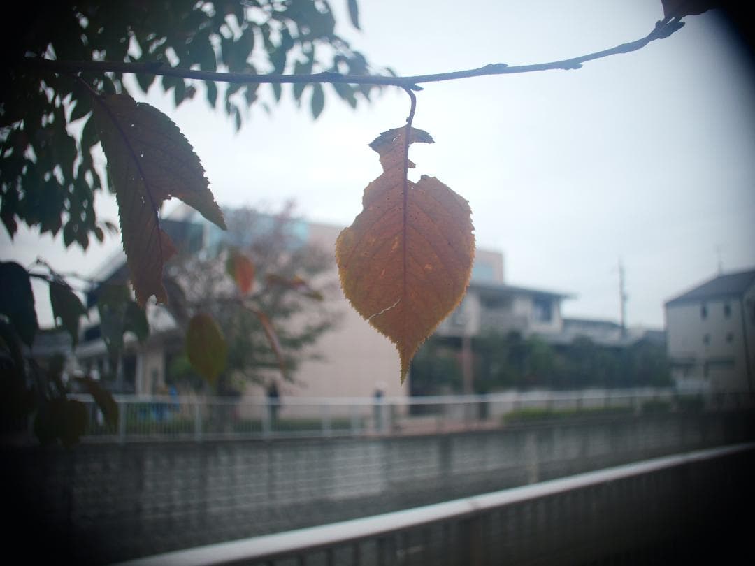 アリマウント　オールドレンズ　Schneider Cinegon 10mm