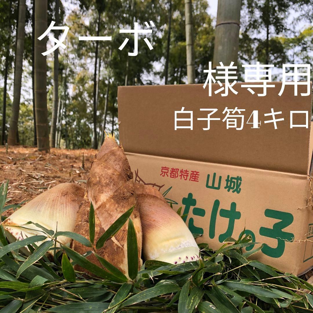 ターボ 白子筍4キロ