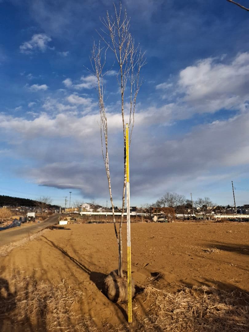 アオダモ　山彩り　ーーアオハダ、モミジ、カエデーー