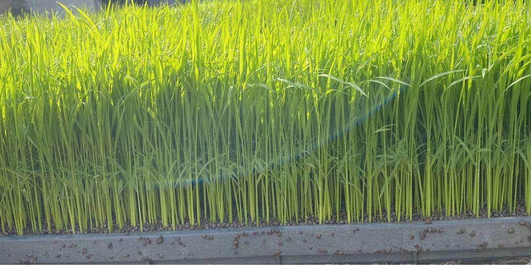 お米　熊本県産　くまさんの輝き　令和7年産　玄米　30キロ　送料込　新米