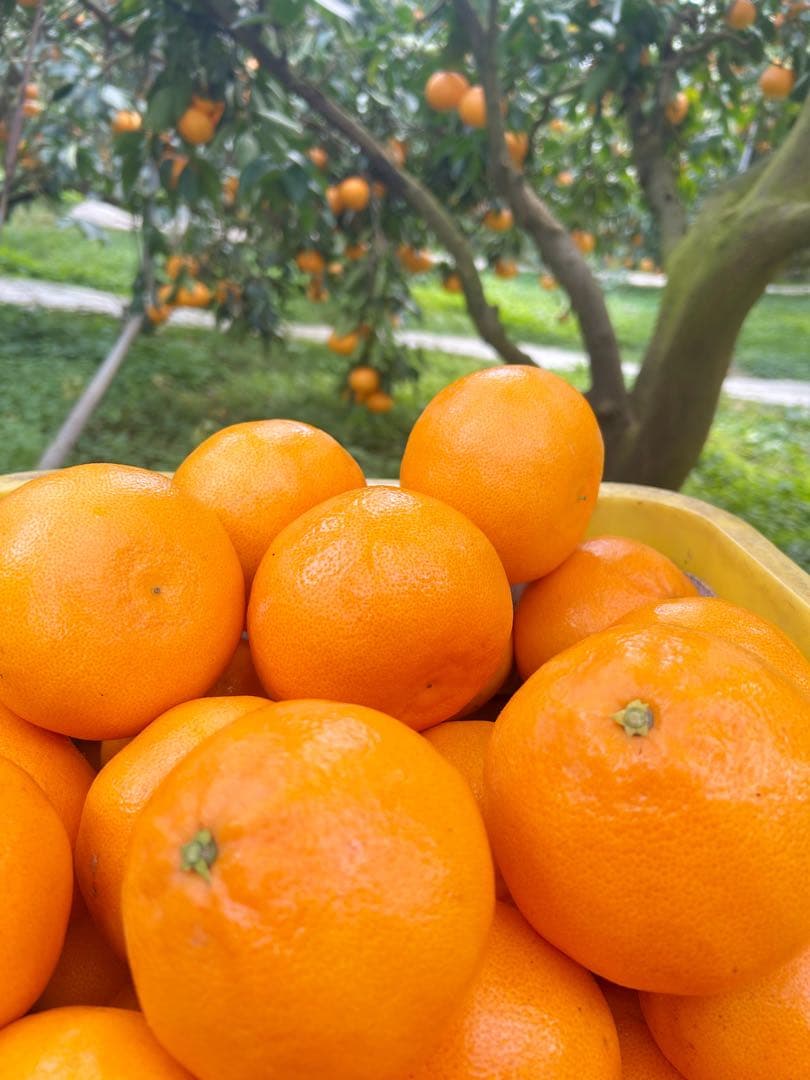 せとか　12玉　2箱セット