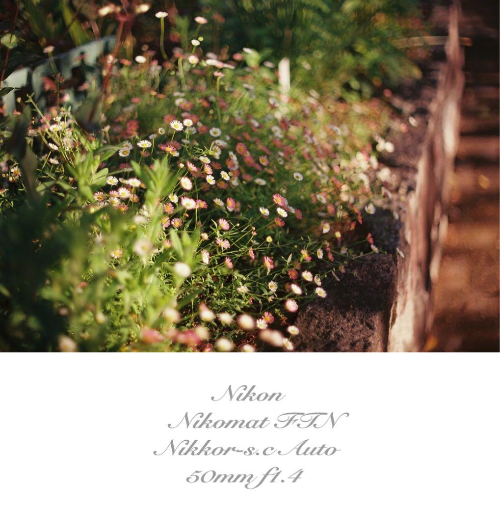 ニコン FTN &ニッコール f1.4★完動品！動作確認済＊返品保証付＊作例多数