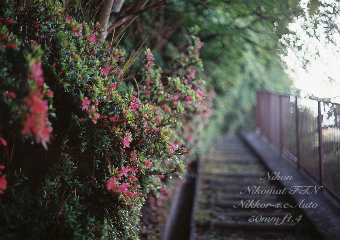 ニコン FTN &ニッコール f1.4★完動品！動作確認済＊返品保証付＊作例多数