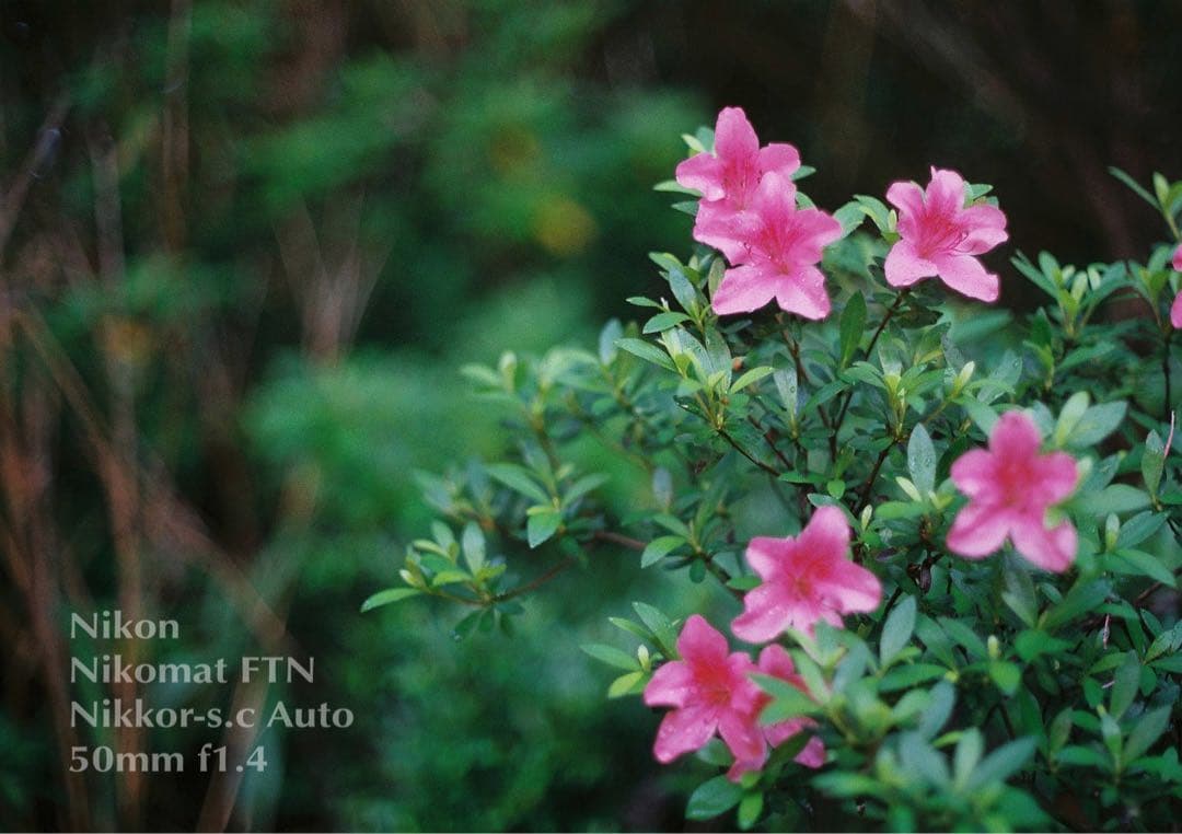 ニコン FTN &ニッコール f1.4★完動品！動作確認済＊返品保証付＊作例多数