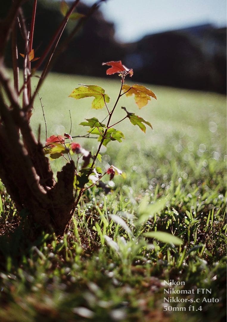 ニコン FTN &ニッコール f1.4★完動品！動作確認済＊返品保証付＊作例多数