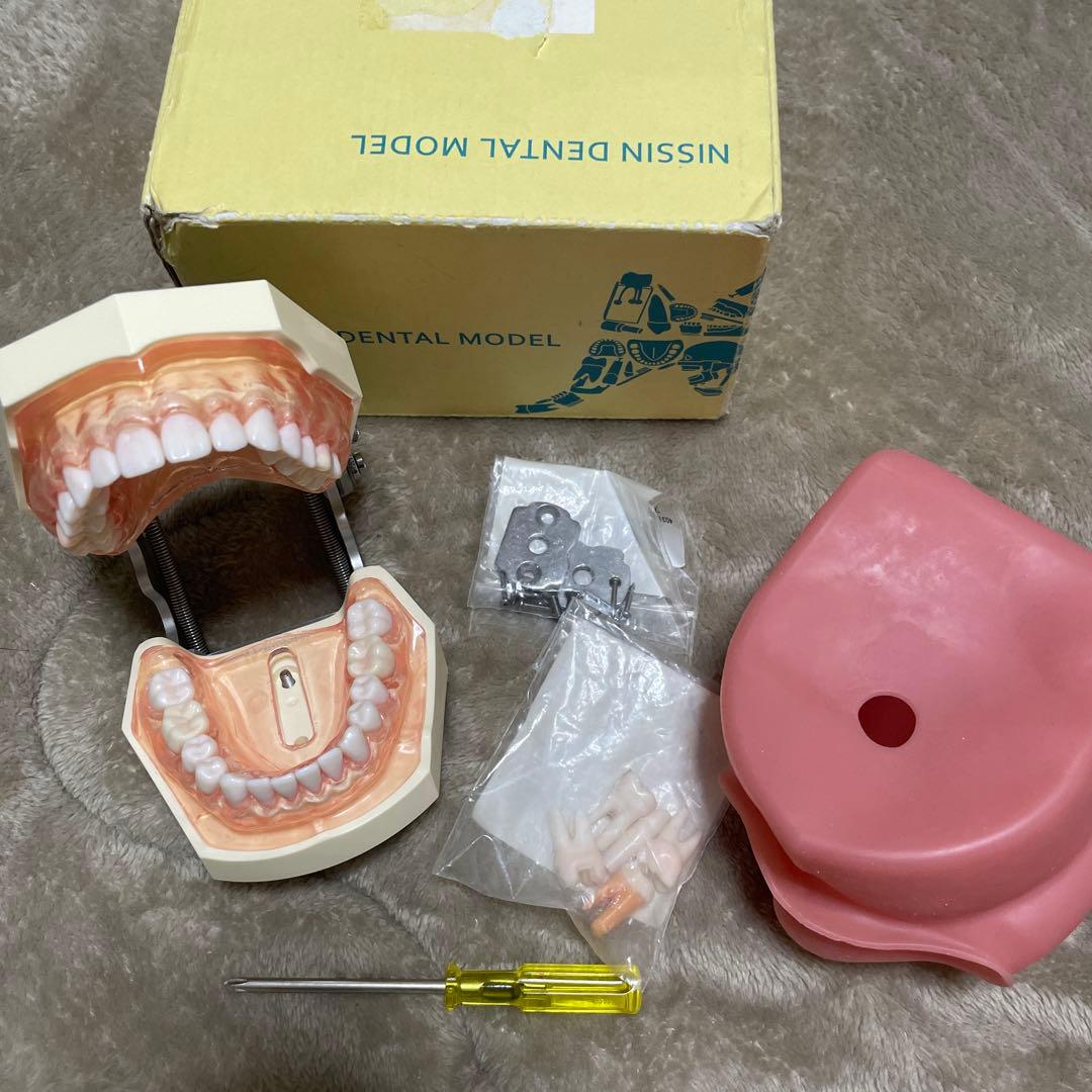 NISSIN ニッシン 額模型 歯科模型 歯科衛生士
