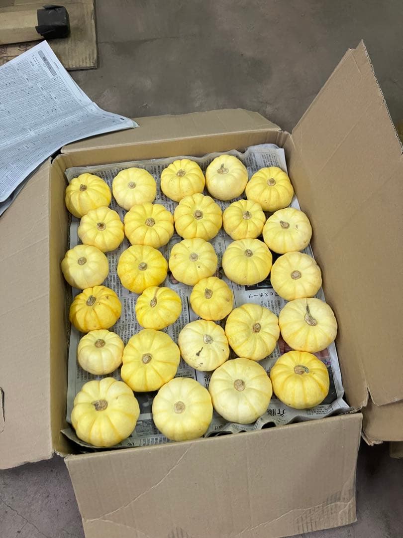 ハロウィン用　ミニカボチャ(プッチーニ)2025#5