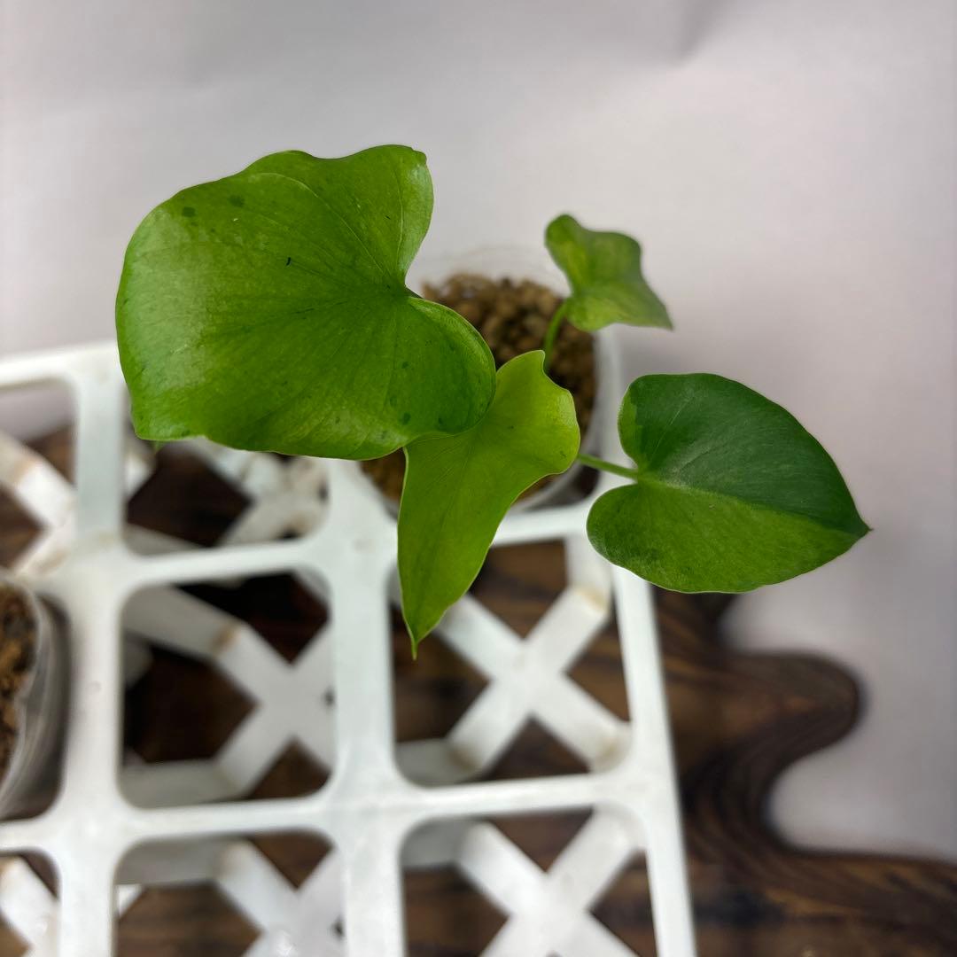 ト*)様 5株セットms39フィロデンドロン・セローム・斑入り　希少品種　観葉植