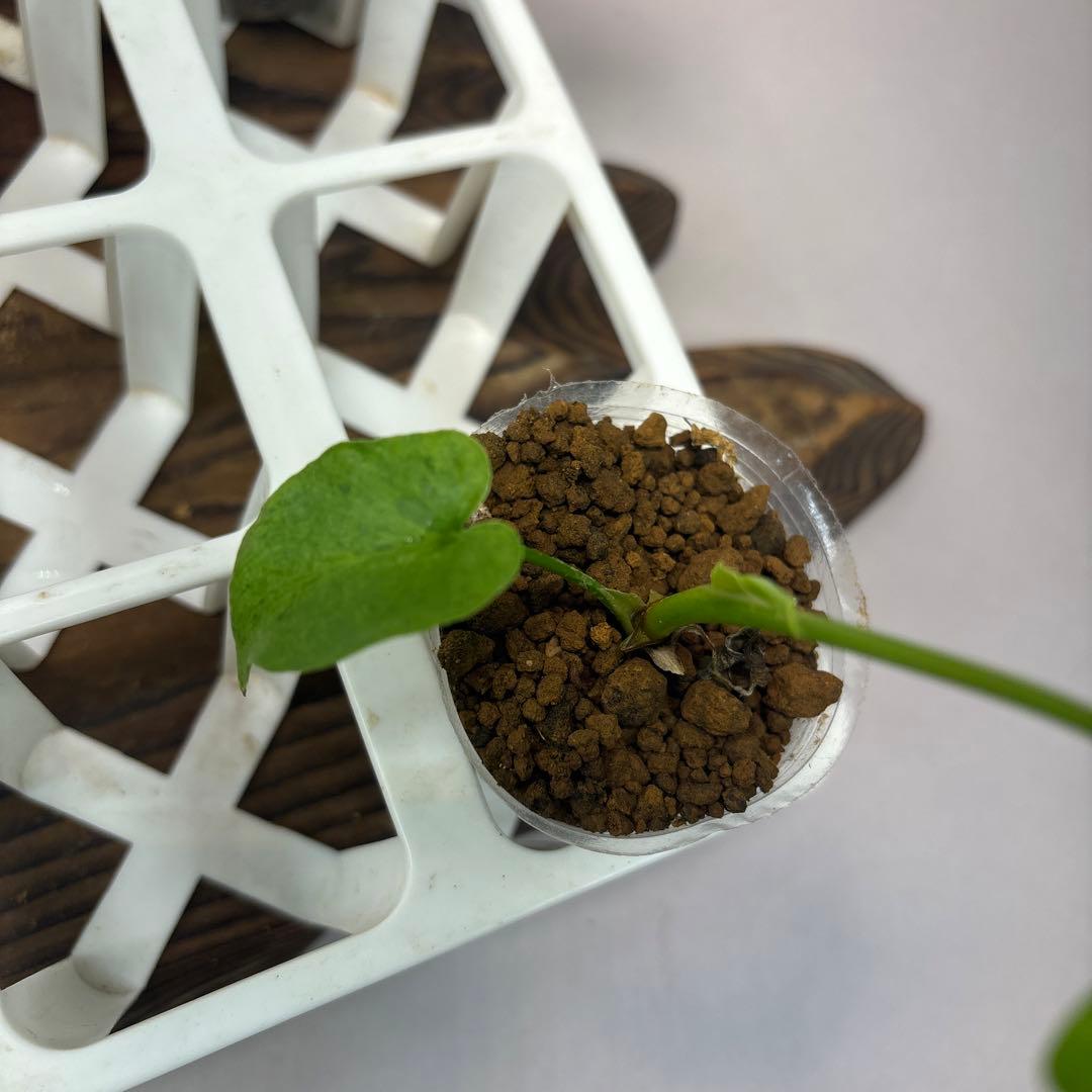 ト*)様 5株セットms39フィロデンドロン・セローム・斑入り　希少品種　観葉植